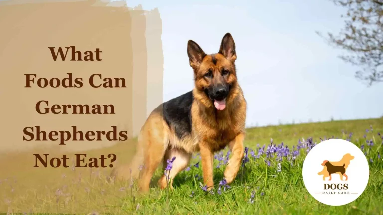 What Foods Can German Shepherds Not Eat? – A Complete Guide
