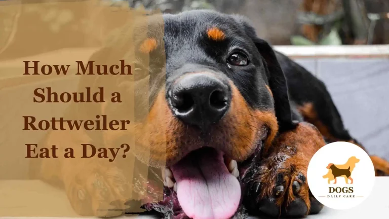 How Much Should a Rottweiler Eat a Day? – An Ultimate Guide