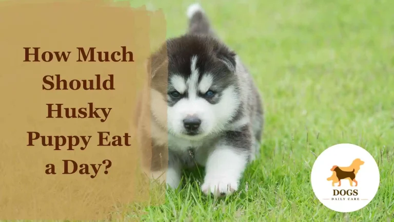 How Much Should a Husky Puppy Eat a Day? – An Ultimate Guide