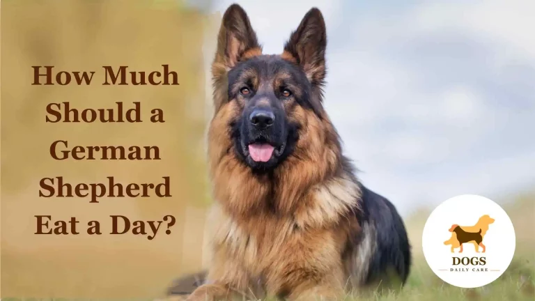 How Much Should a German Shepherd Eat a Day?