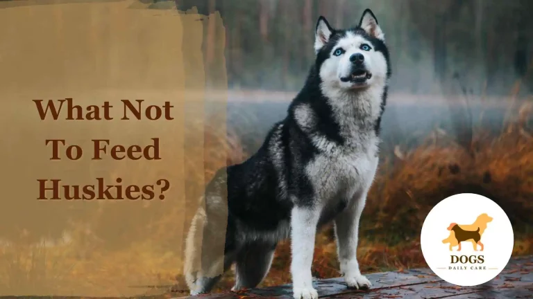 What Not To Feed Huskies? – All You Need To Know