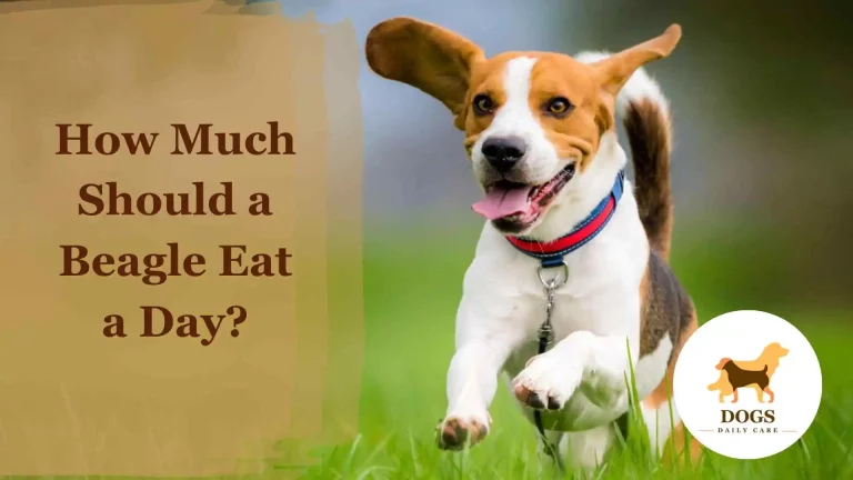 How Much Should a Beagle Eat a Day? – A Complete Guide