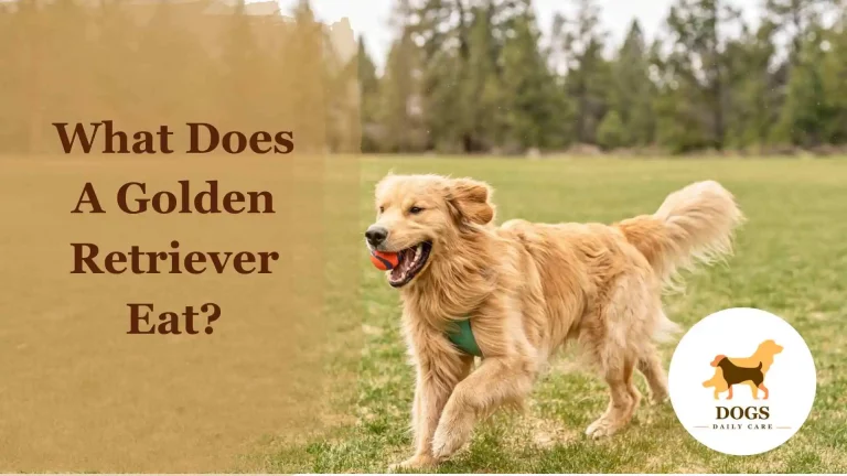 What Does A Golden Retriever Eat?- An Ultimate Guide