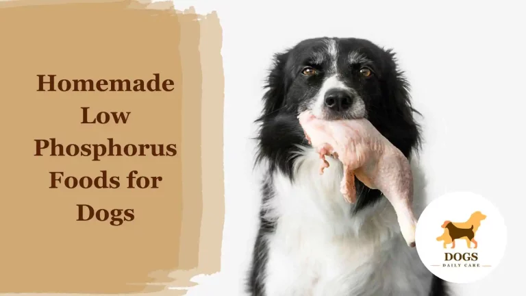 Homemade Low Phosphorus Foods for Dogs – A Complete Guide