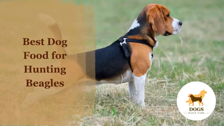 Top 5 Best Dog Food for Hunting Beagles – An Ultimate Guide