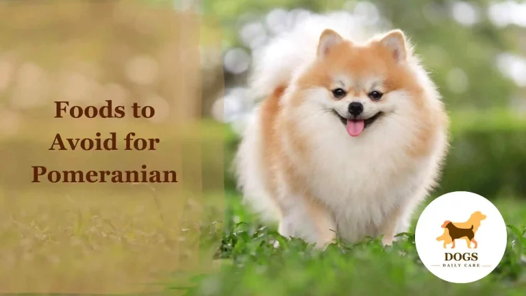 Top 18 Foods to Avoid for Pomeranian – A Complete List