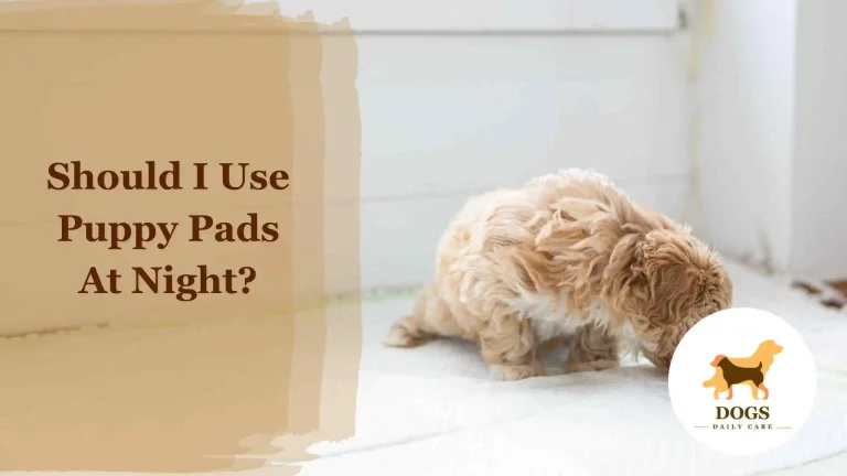 Should I Use Puppy Pads At Night? – An Ultimate Guide