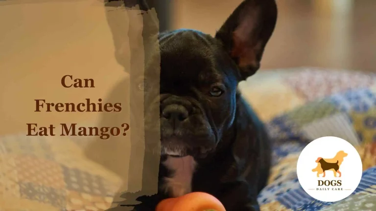 Can Frenchies Eat Mango? – All You Need To Know