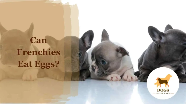 Can Frenchies Eat Eggs? – All You Need To Know