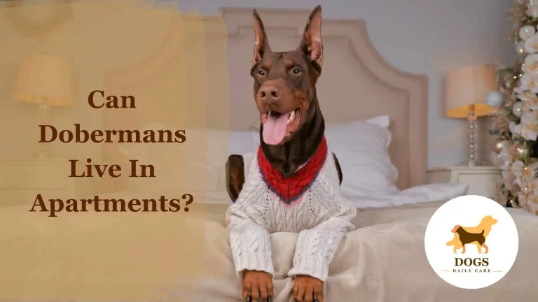 Can Dobermans Live In Apartments? – An Ultimate Guide