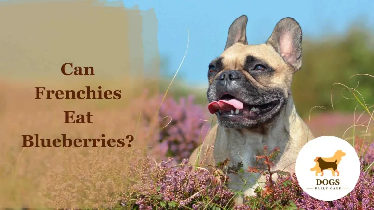 Can Frenchies Eat Blueberries? – All You Need To Know