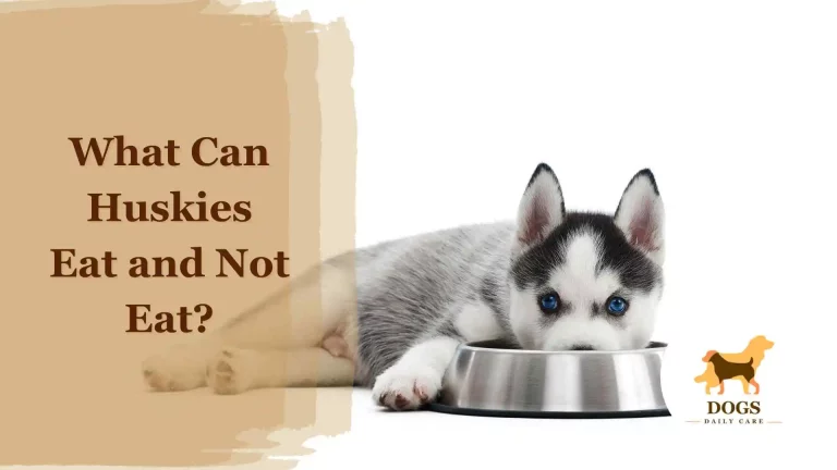 What Can Huskies Eat and Not Eat? – An Ultimate Guide