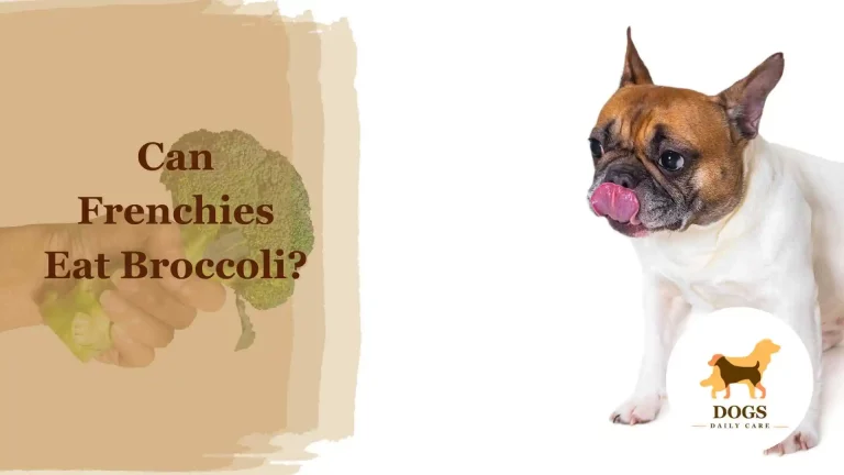 Can Frenchies Eat Broccoli? – All You Need To Know