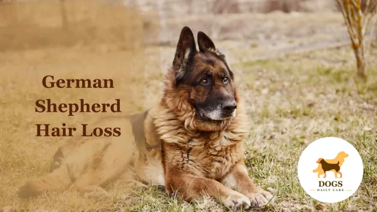 German Shepherd Hair Loss – All You Need To Know