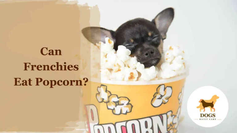 Can Frenchies Eat Popcorn? – All You Need To Know