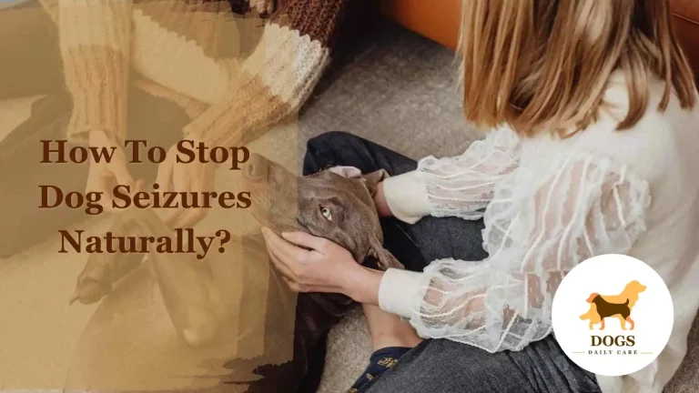 How To Stop Dog Seizures Naturally? – An Ultimate Guide