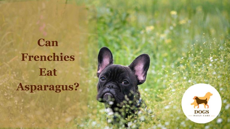 Can Frenchies Eat Asparagus? – All You Need To Know
