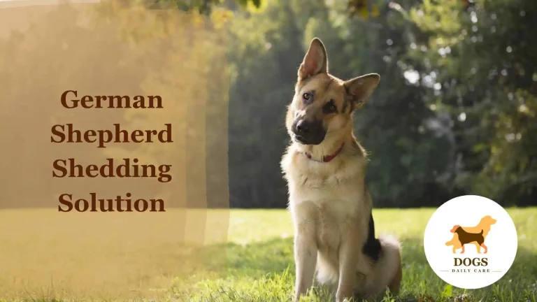 German Shepherd Shedding Solution – All You Need To Know