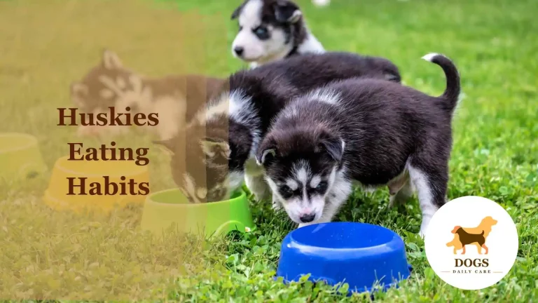 Huskies Eating Habits – All You Need To know