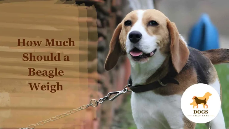 How Much Should a Beagle Weigh (With Age) – Ultimate Guide