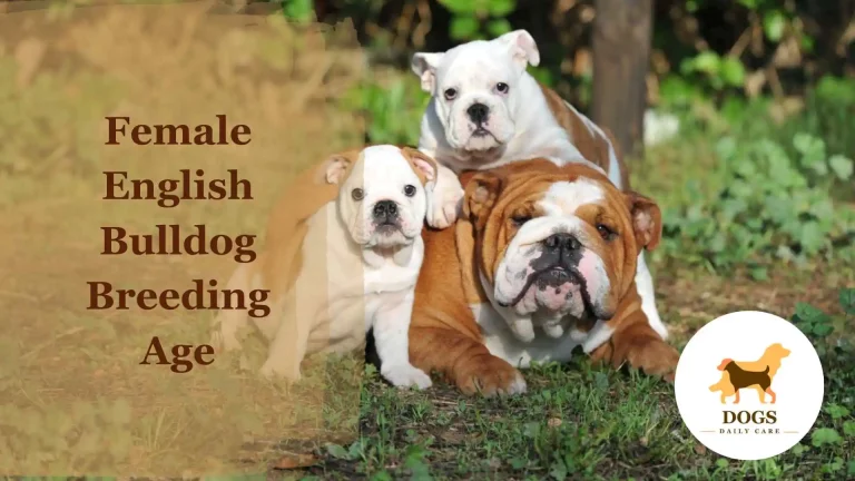 Female English Bulldog Breeding Age – All You Need To Know