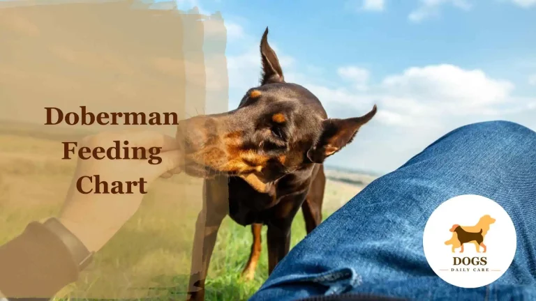 Doberman Feeding Chart – An Ultimate Guide