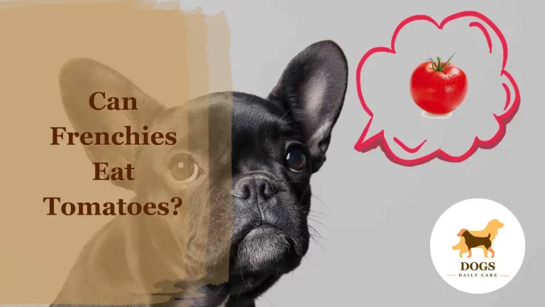 Can French Bulldogs (Frenchies) Eat Tomatoes? – All You Need To Know