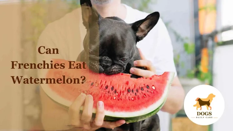 Can French Bulldog (Frenchies) Eat Watermelon? – All You Need To Know