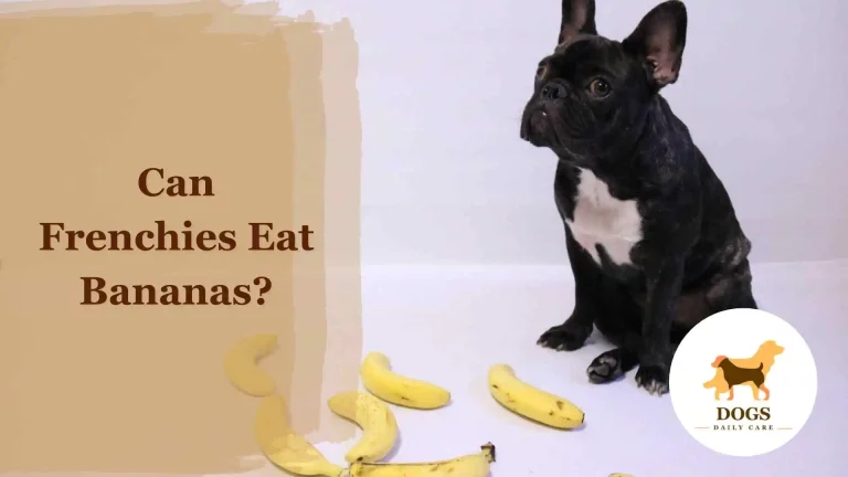 Can Frenchies Eat Bananas? – All You Need To Know