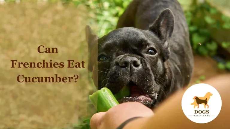 Can French Bulldogs (Frenchies) Eat Cucumber? – All You Need To Know