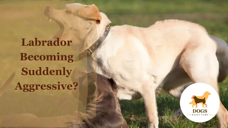 Labrador Becoming Suddenly Aggressive? – Here’s What To Do