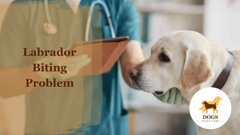 Labrador Biting Problem – All You Need To Know