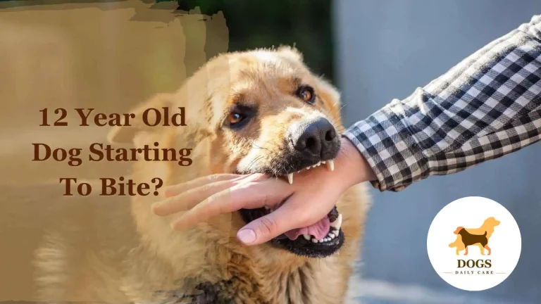 Has Your 12 Year Old Dog Starting to Bite? – Here’s What To Do