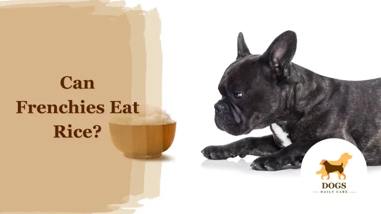 Can French Bulldogs (Frenchies) Eat Rice? – All You Need To Know
