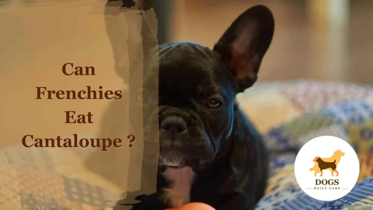 Can French Bulldogs (Frenchies) Eat Cantaloupe? – All You Need To Know