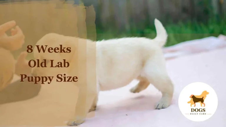 8 Weeks Old Labrador (Lab) Puppy Size – All You Need To Know