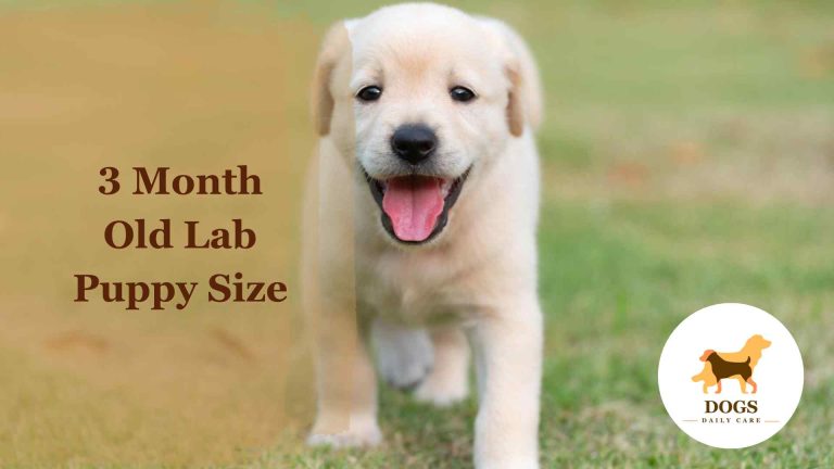 3 Month Old Labrador (Lab) Puppy Size – All You Need To Know