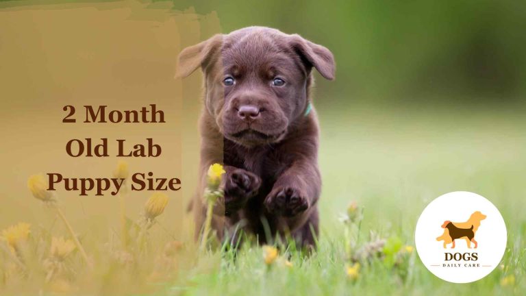 2 Month Old Labrador (Lab) Puppy Size – All You Need To Know