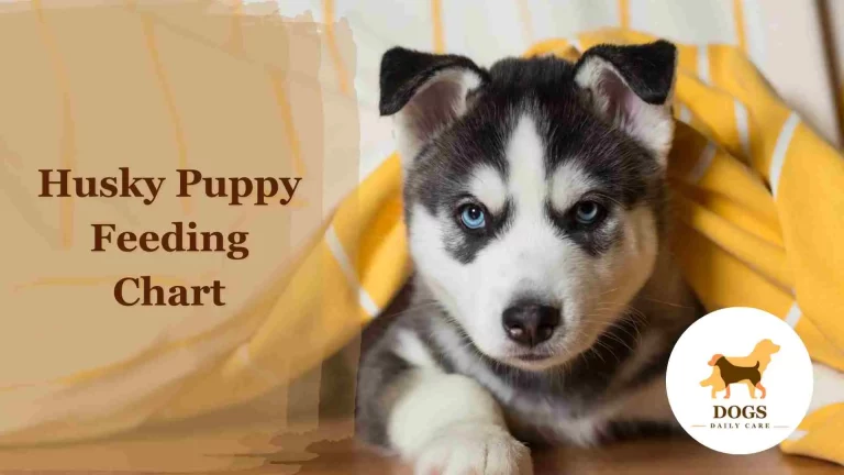 Husky Puppy Feeding Chart – All You Need To Know