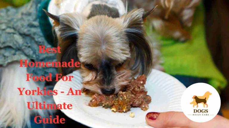 Best Homemade Food For Yorkies – An Ultimate Guide