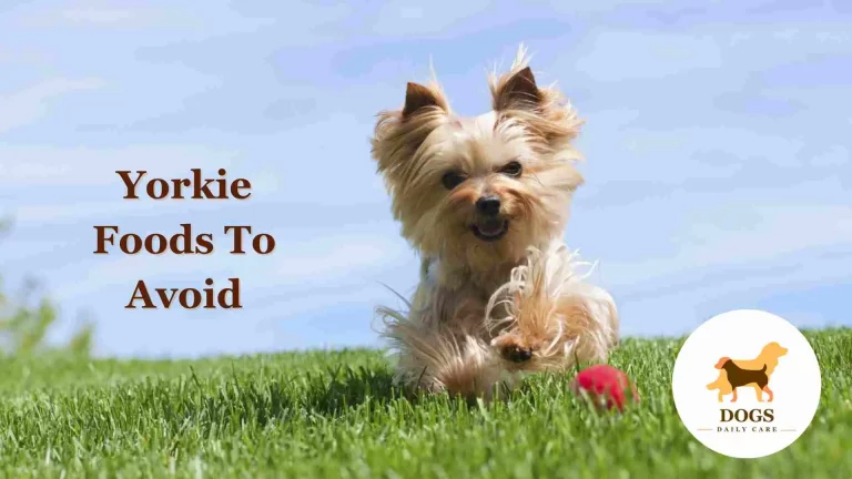 Yorkie Foods To Avoid – All You Need To Know