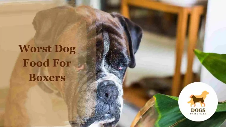 Worst Dog Food For Boxers – All You Need To Know