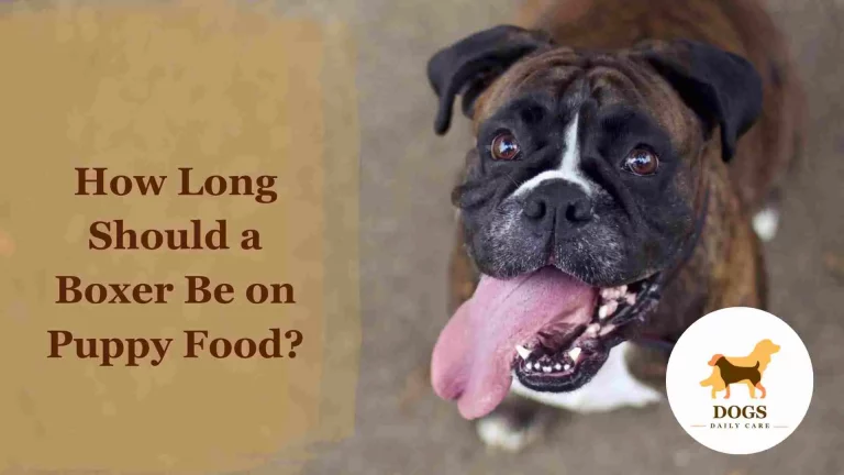 How Long Should a Boxer Be on Puppy Food?