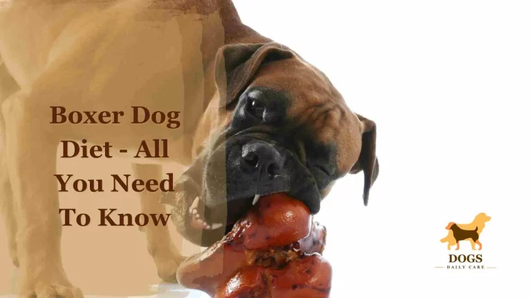 Boxer Dog Diet – All You Need To Know