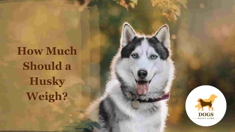 How Much Should a Husky Weigh? – All You Need To Know