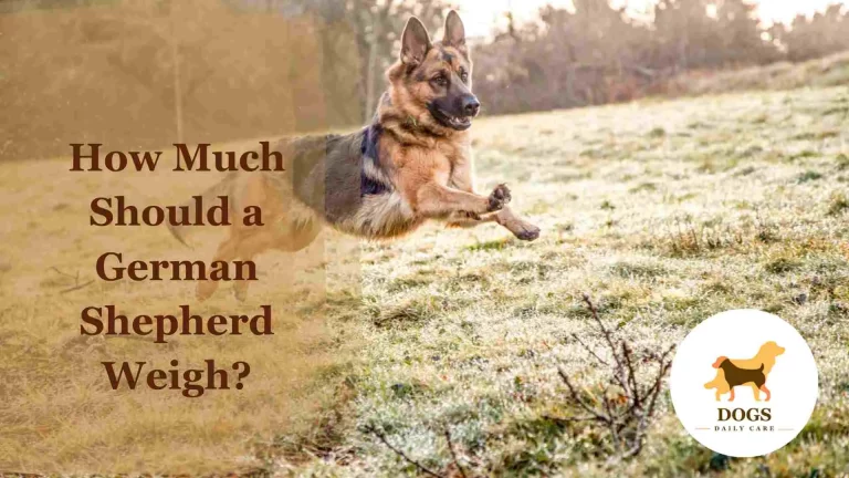 How Much Should a German Shepherd Weigh? – An Ultimate Guide