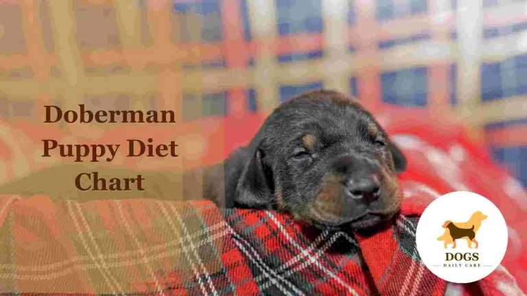 Doberman Puppy Diet Chart – All In One Guide