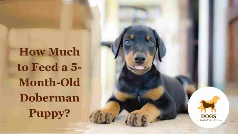 How Much to Feed a 5-Month-Old Doberman Puppy? – An Ultimate Guide