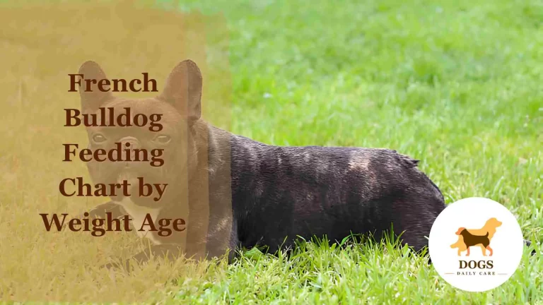 French Bulldog Feeding Chart by Weight Age – An Ultimate Guide