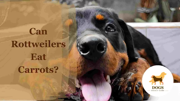 Can Rottweilers Eat Carrots? – All You Need To Know
